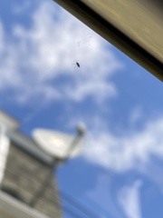 Anthocomus equestris