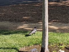 Corvus brachyrhynchos