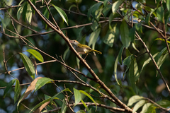 Orthotomus