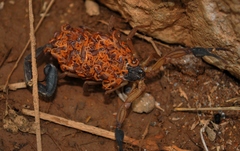 Centruroides nigrimanus