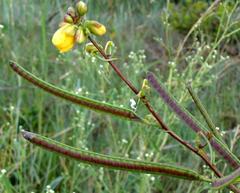 Senna occidentalis image