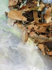 Protracheoniscus politus