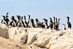 Leucocarbo bougainvillii