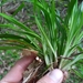 Carex cumberlandensis - Photo (c) Scott Ward, algunos derechos reservados (CC BY), subido por Scott Ward