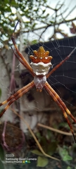 Argiope argentata