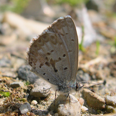 Celastrina asheri