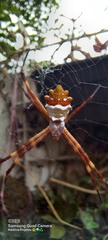 Argiope argentata