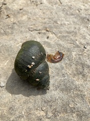 Heterogen japonica