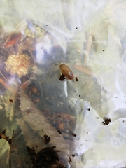 Protracheoniscus politus