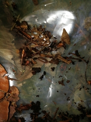 Protracheoniscus politus