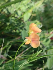Lathyrus annuus