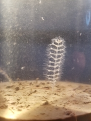 Pennatuloidea