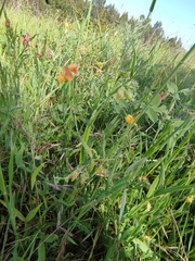 Lathyrus annuus