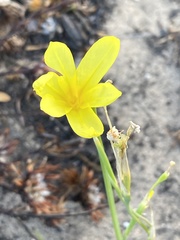 Moraea pyrophila