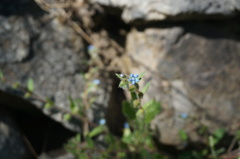 Bothriospermum longistylum