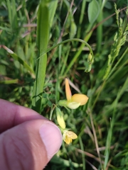 Lathyrus annuus