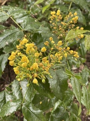 Berberis aquifolium