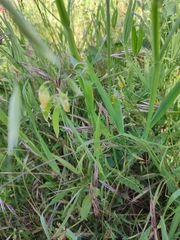 Lathyrus annuus