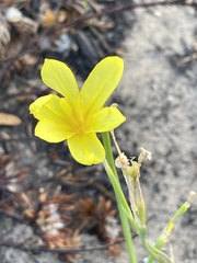 Moraea pyrophila