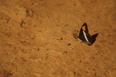 Adelpha thessalia
