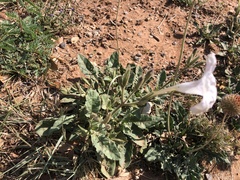 Ruellia metziae