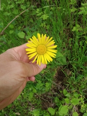 Doronicum plantagineum