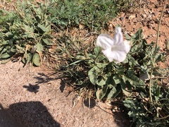Ruellia metziae