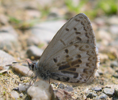 Celastrina asheri