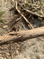Camponotus herculeanus