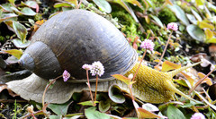 Plekocheilus gibbonius