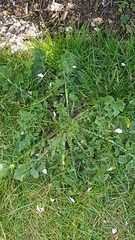 Cichorieae