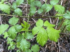 Rubus