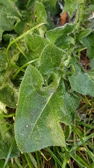 Cichorieae