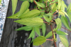 Corchorus capsularis