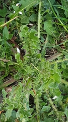 Cichorieae