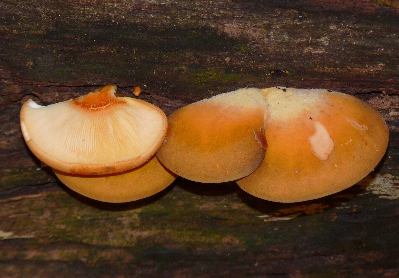 Sarcomyxa serotina image