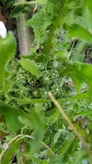 Cichorieae