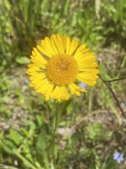 Helenium pinnatifidum