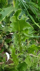 Cichorieae
