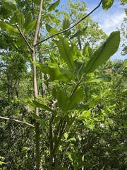 Magnolia macrophylla