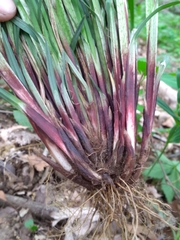 Carex purpurifera