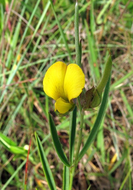 Argyrolobium pseudotuberosum
