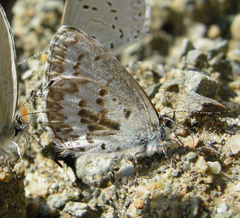 Celastrina asheri