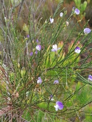 Psoralea usitata