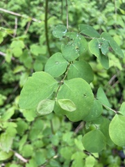 Symphoricarpos albus