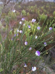 Psoralea usitata
