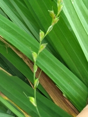 Carex purpurifera