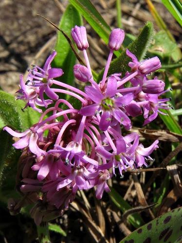 Ledebouria sandersonii image