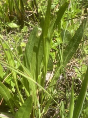 Helenium pinnatifidum