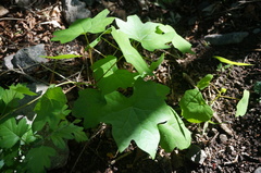 Menispermum dauricum